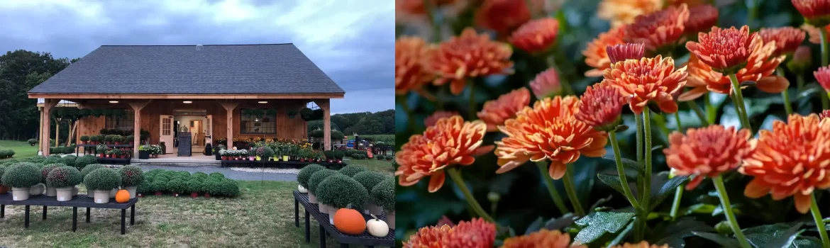 Pumpkins and mums at the farm stand in fall